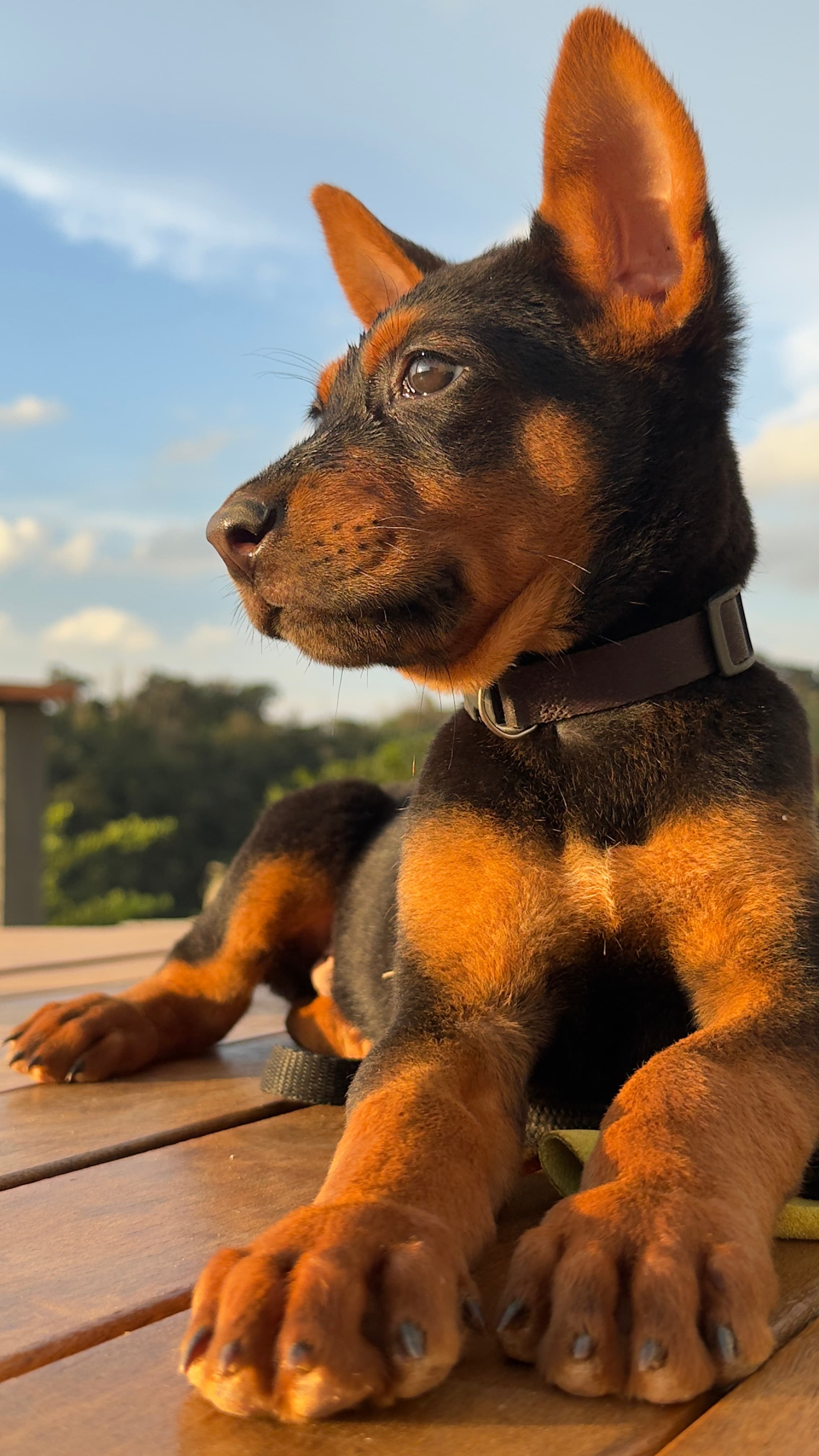 Anton Laizhou Hong Brasil - Laizhou Hong