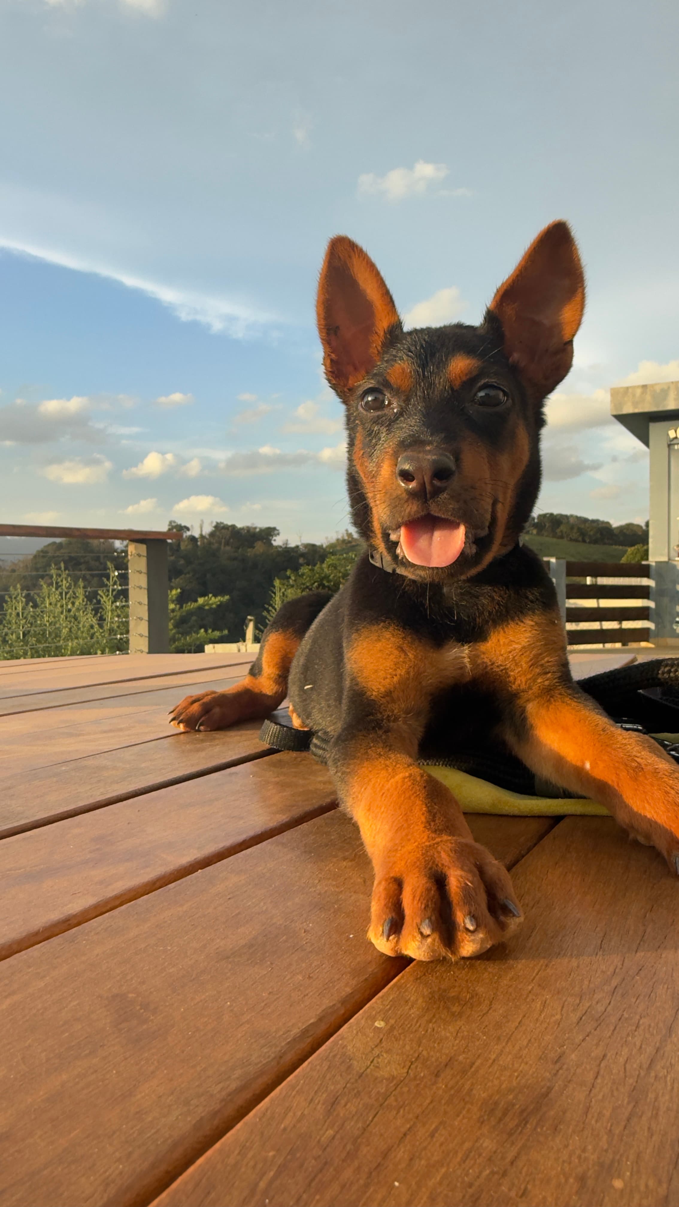 Anton Laizhou Hong Brasil - foto