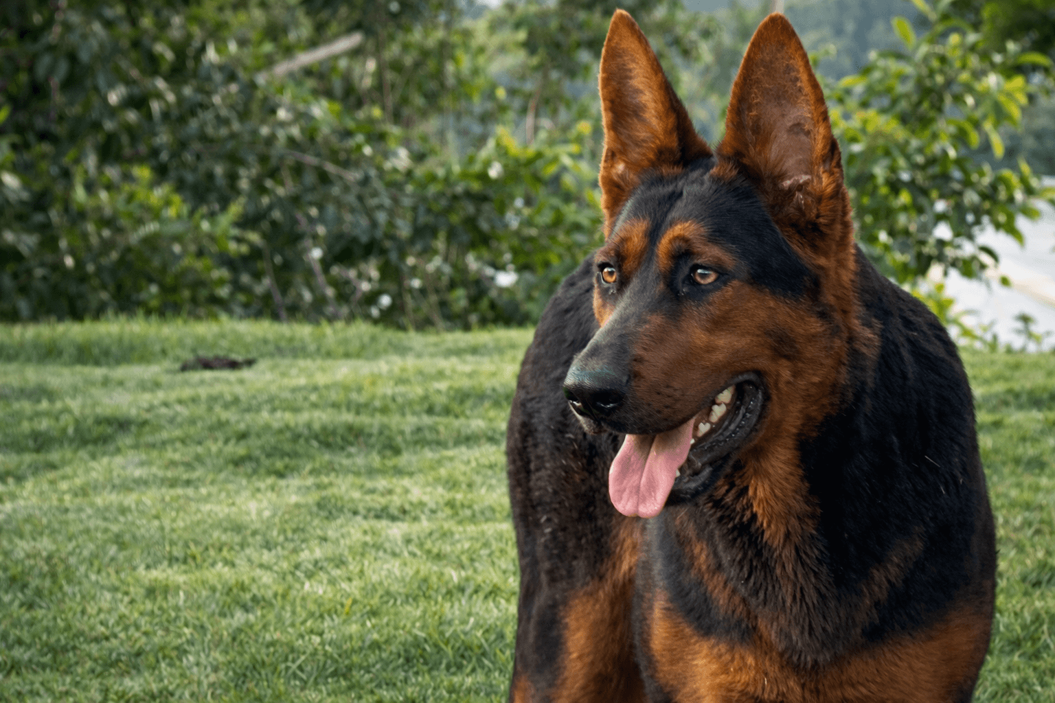 Laizhou Hong - Cão de guarda premium