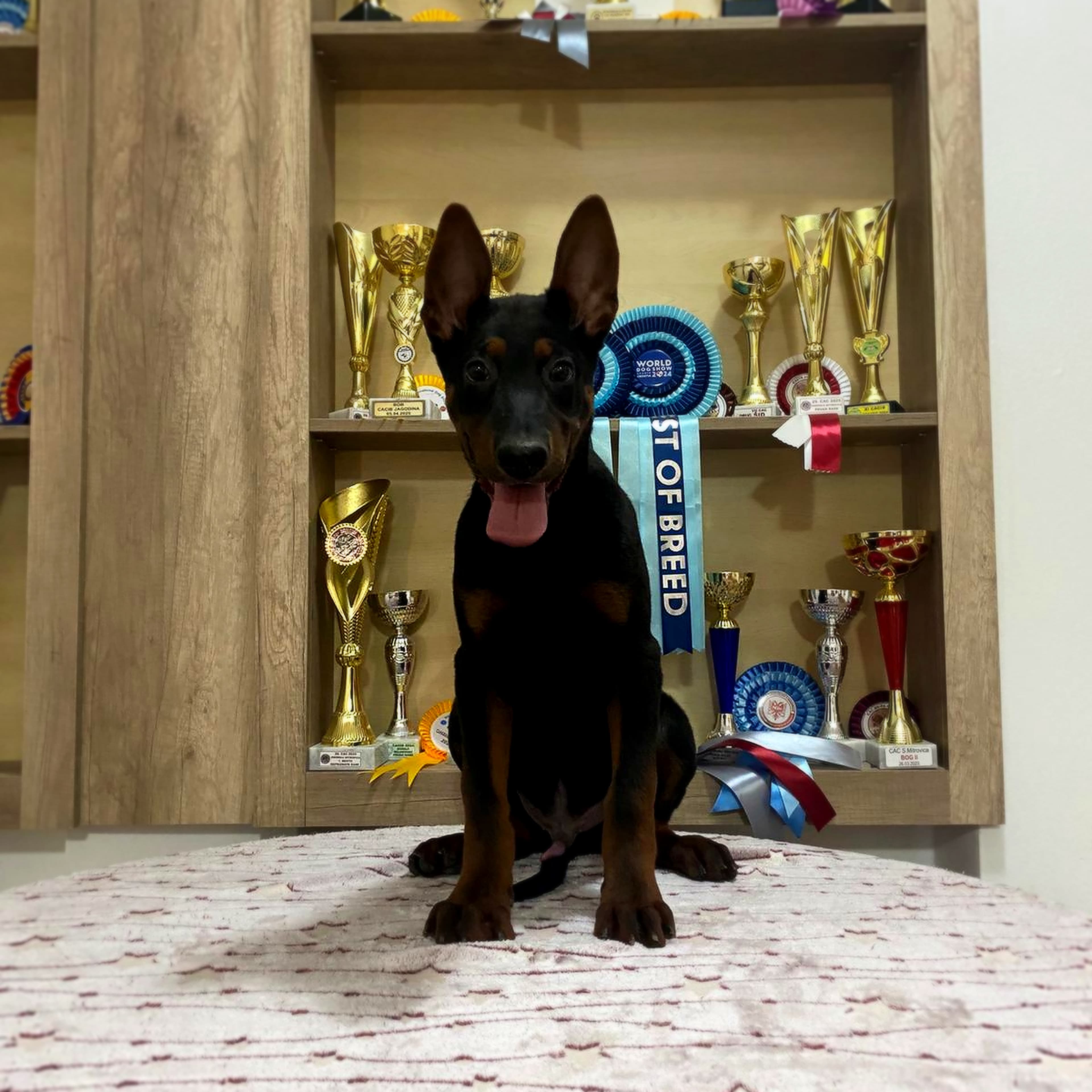 Laizhou Hong adulto em posição atenta de guarda