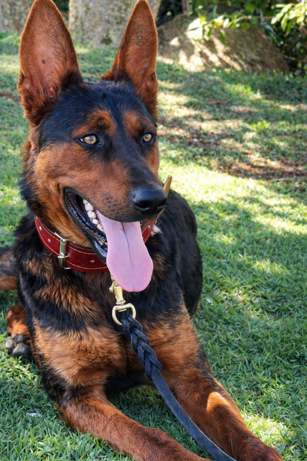 Laizhou Hong de perfil